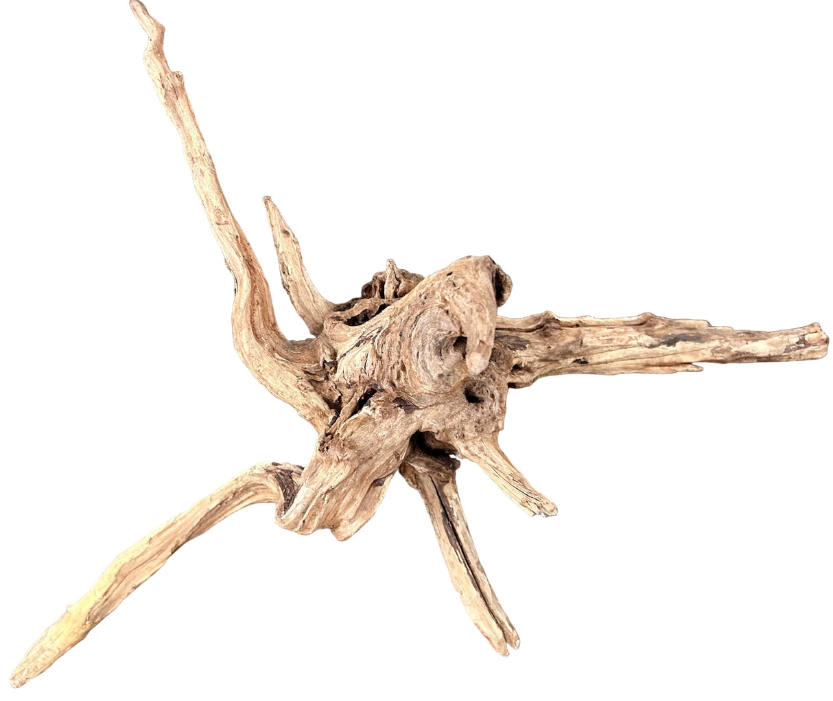 Malaysian Sinking Driftwood