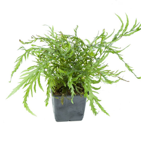 Bolbitis heudelotii 006 XL Mother Plant Potted Plants Bolbitis heudelotii 006 XL Mother Plant