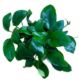 Anubias barteri var.nana Large - Mother Plant 