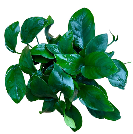 Anubias barteri var.nana Large - Mother Plant 