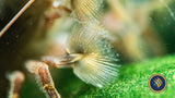 Bamboo /Rock /Fan  Shrimp   Atyopsis moluccensis  8cm