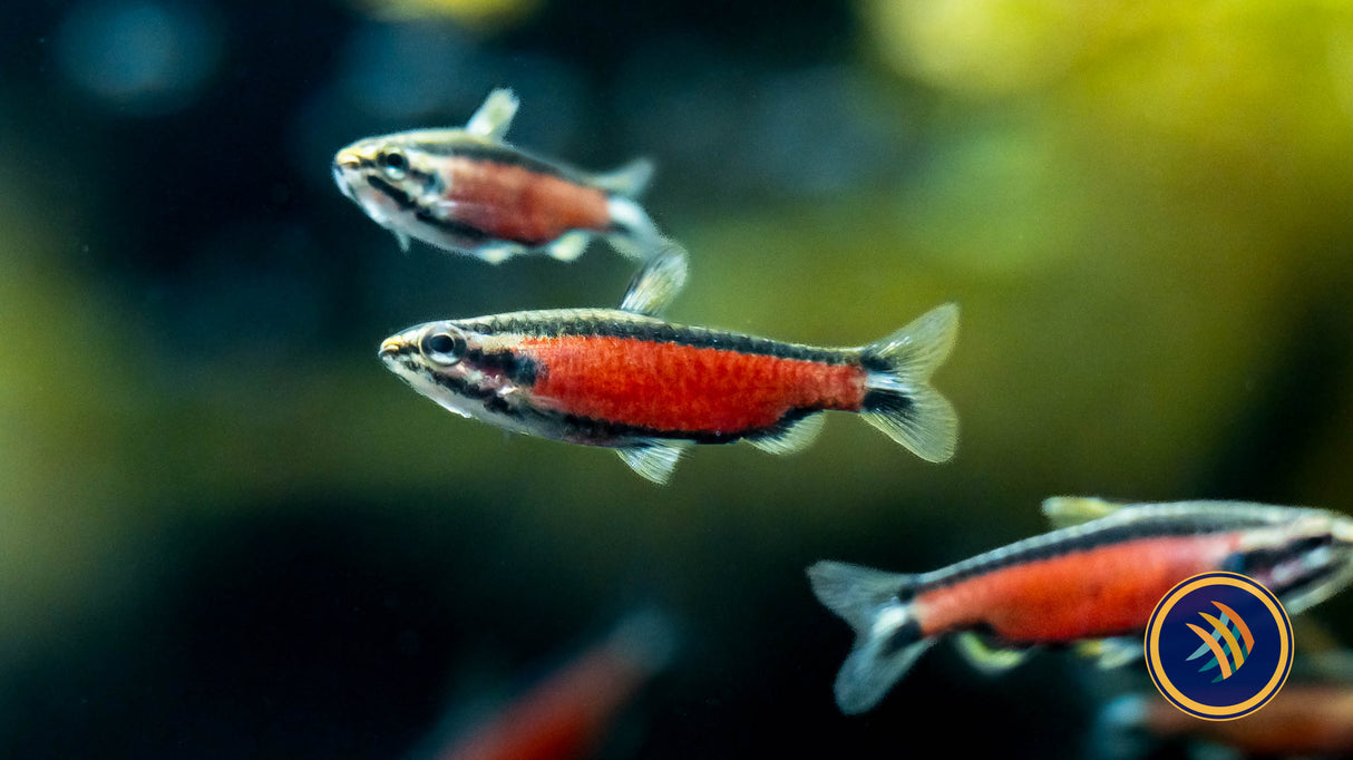 Nannostomus sp. Super Red Cenepa | Tetras Rasboras & Pencilfish | Largest Tropical Fish Selection at Your Local Fish Store