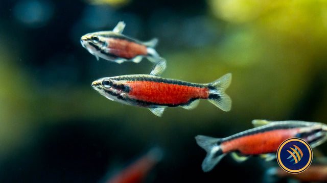 Nannostomus sp. Super Red Cenepa | Tetras Rasboras & Pencilfish | Largest Tropical Fish Selection at Your Local Fish Store