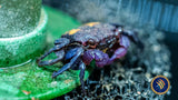 Purple Vampire Crab