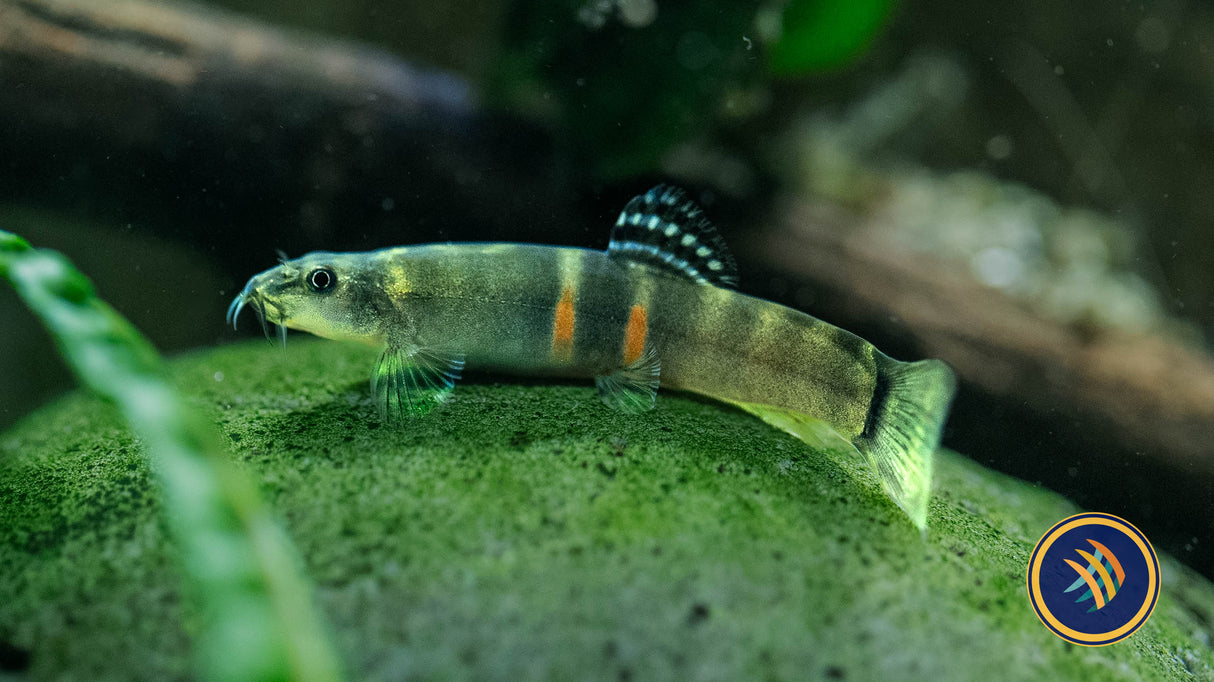 Sumo Loach II (Schistura Atarensis) Catfish Loaches & Plecos Sumo Loach II (Schistura Atarensis)