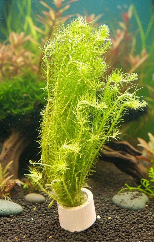 Mayaca Fluviatilis 