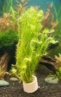 Mayaca Fluviatilis 