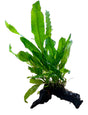Java Fern - Microsorum pteropus  Driftwood
