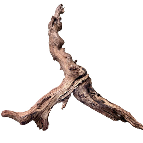 Malaysian Mangrove Wood