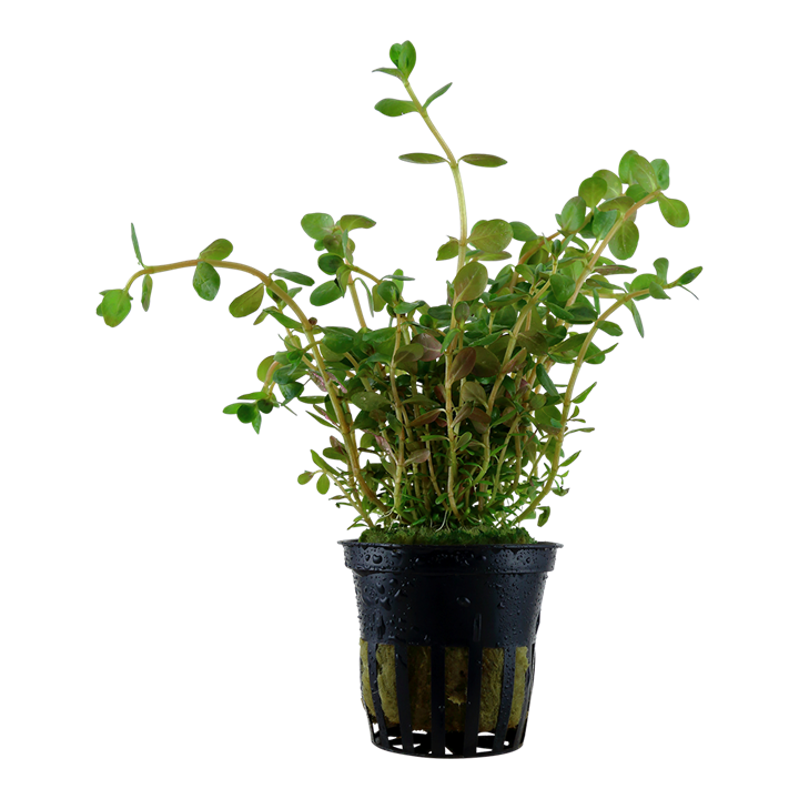 Rotala rotundifolia 033 PCS | Potted Plants | Largest Tropical Fish Selection at Your Local Fish Store