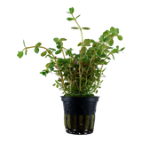 Rotala rotundifolia 033 PCS | Potted Plants | Largest Tropical Fish Selection at Your Local Fish Store