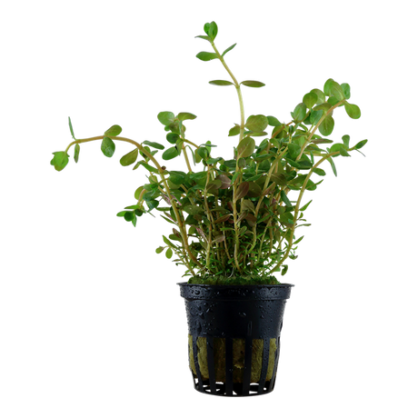 Rotala rotundifolia 033 PCS | Potted Plants | Largest Tropical Fish Selection at Your Local Fish Store