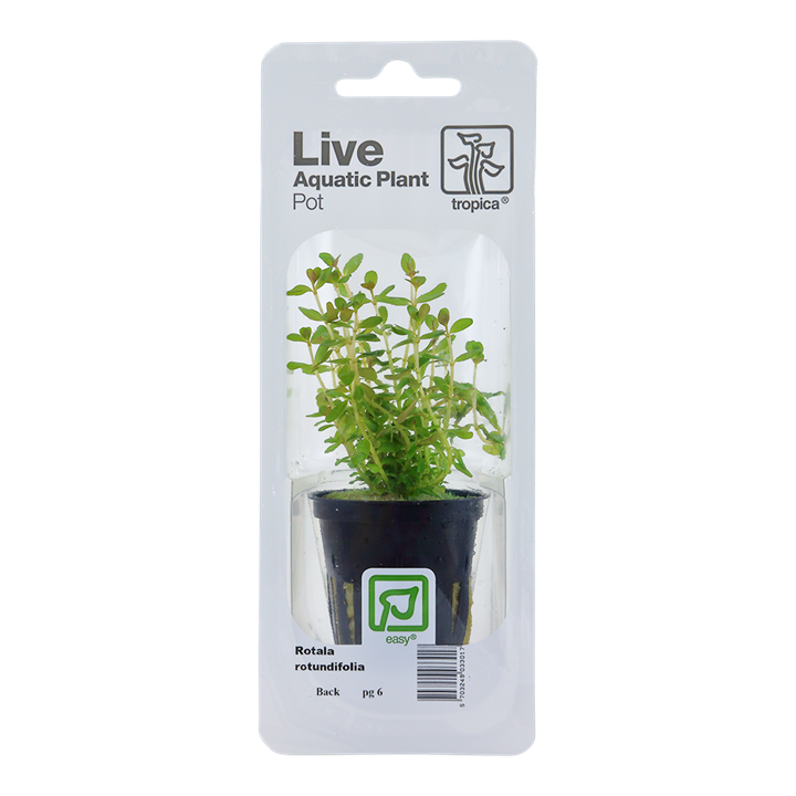 Rotala rotundifolia 033 PCS | Potted Plants | Largest Tropical Fish Selection at Your Local Fish Store