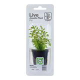 Rotala rotundifolia 033 PCS | Potted Plants | Largest Tropical Fish Selection at Your Local Fish Store