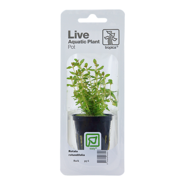 Rotala rotundifolia 033 PCS | Potted Plants | Largest Tropical Fish Selection at Your Local Fish Store