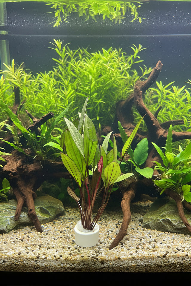 Echinodorus 'Ozelot'- Bare Root - WL833 | Potted Plants | Largest Tropical Fish Selection at Your Local Fish Store