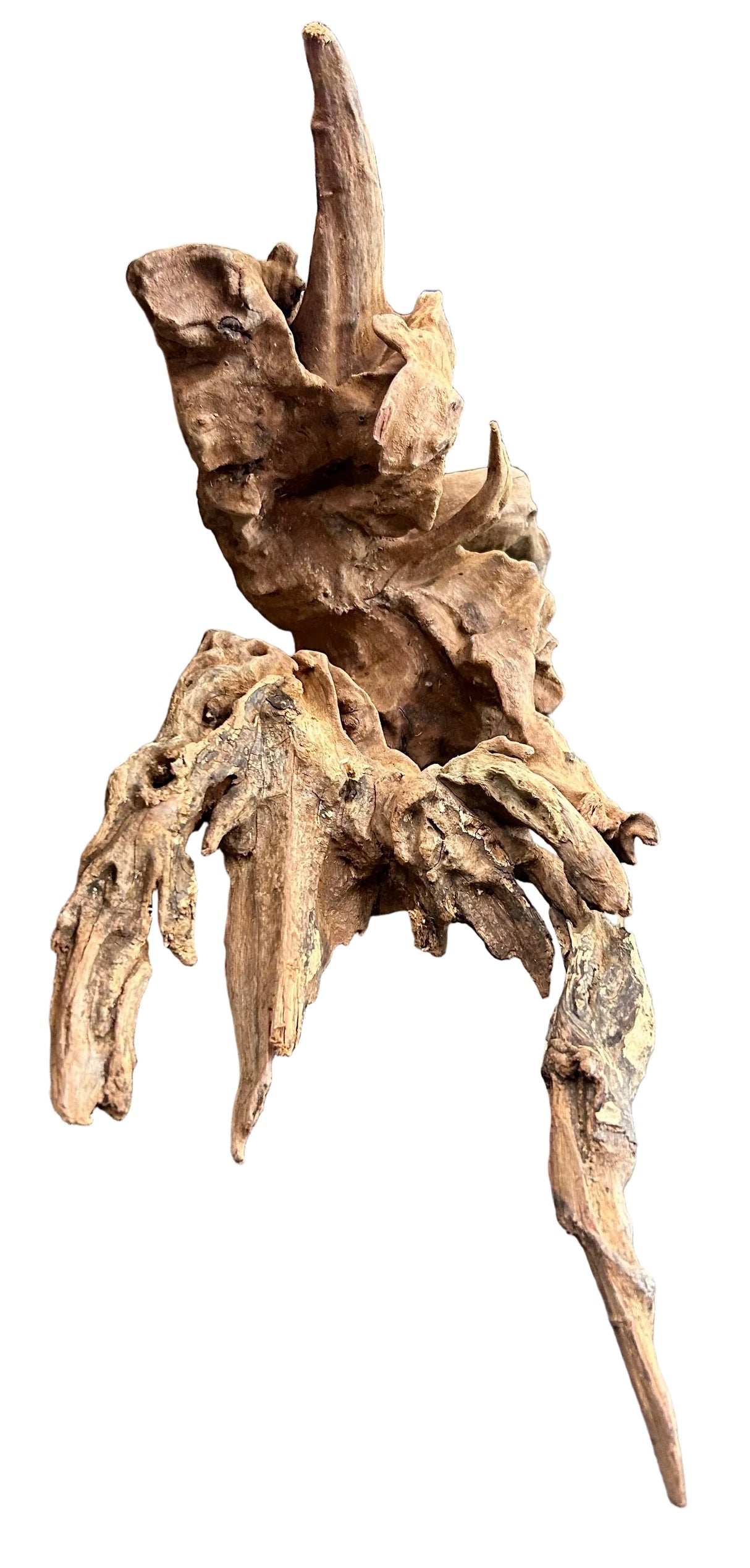 Malaysian Mangrove Sinking Driftwood