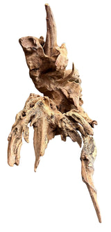 Malaysian Mangrove Sinking Driftwood