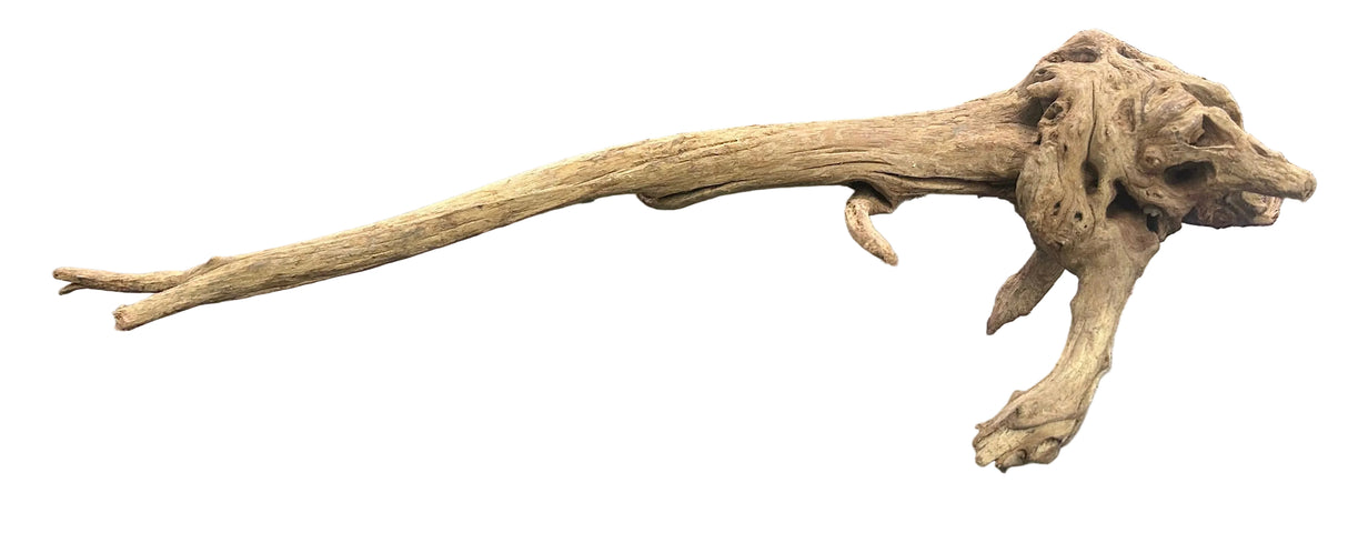  Malaysian Mangrove Sinking Driftwood