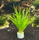 Blyxa japonica - Bare Root - WL055 | Potted Plants | Largest Tropical Fish Selection at Your Local Fish Store