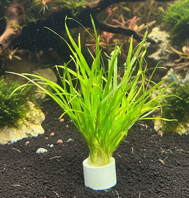 Blyxa japonica - Bare Root - WL055 | Potted Plants | Largest Tropical Fish Selection at Your Local Fish Store