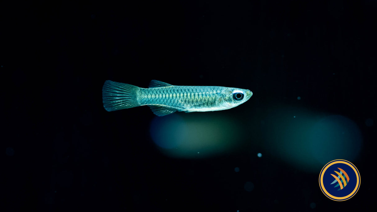 Normans Lamp Eye Killifish (Glaser) Your Local Fish Store