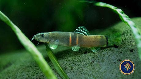 Sumo Loach II (Schistura Atarensis) Catfish Loaches & Plecos Sumo Loach II (Schistura Atarensis)