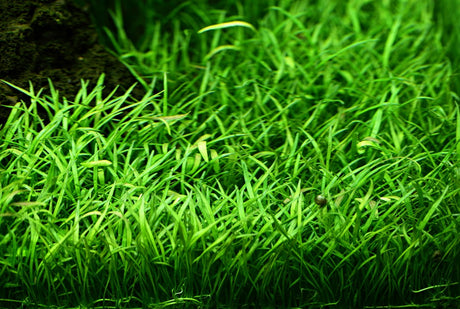 Lilaeopsis brasiliensis 040 PCS | Potted Plants | Largest Tropical Fish Selection at Your Local Fish Store