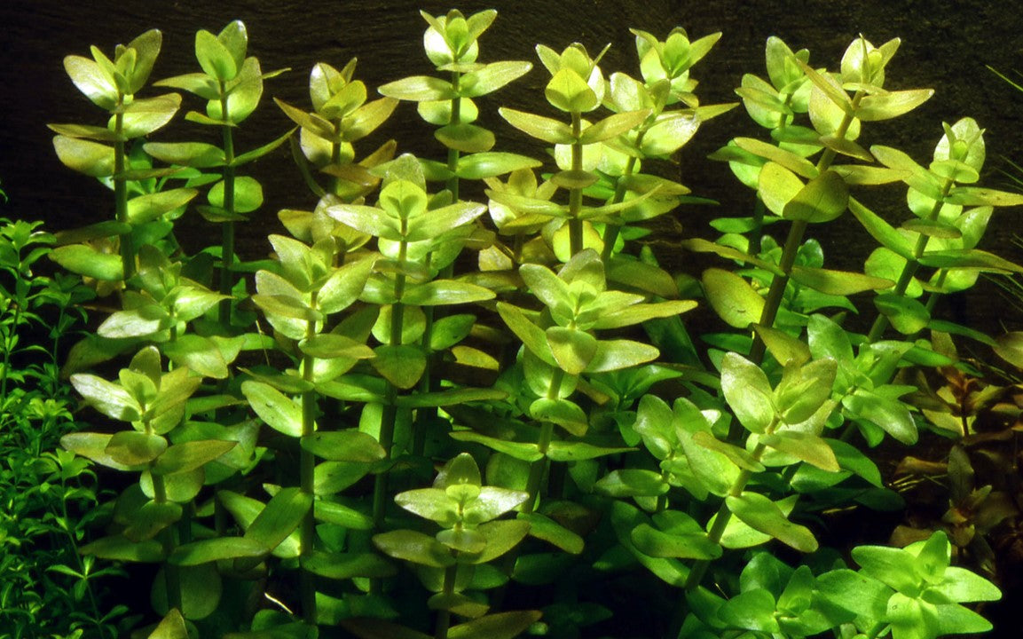 Bacopa caroliniana 043 MP (MINI PACK) | Potted Plants | Largest Tropical Fish Selection at Your Local Fish Store