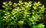 Bacopa caroliniana 043 MP (MINI PACK) | Potted Plants | Largest Tropical Fish Selection at Your Local Fish Store