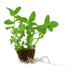 Bacopa caroliniana 043 MP (MINI PACK) | Potted Plants | Largest Tropical Fish Selection at Your Local Fish Store