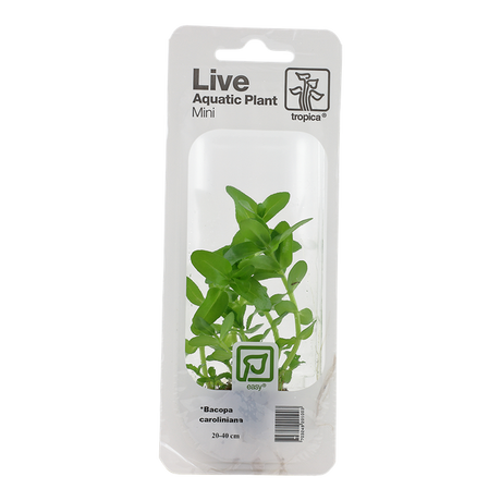 Bacopa caroliniana 043 MP (MINI PACK) | Potted Plants | Largest Tropical Fish Selection at Your Local Fish Store