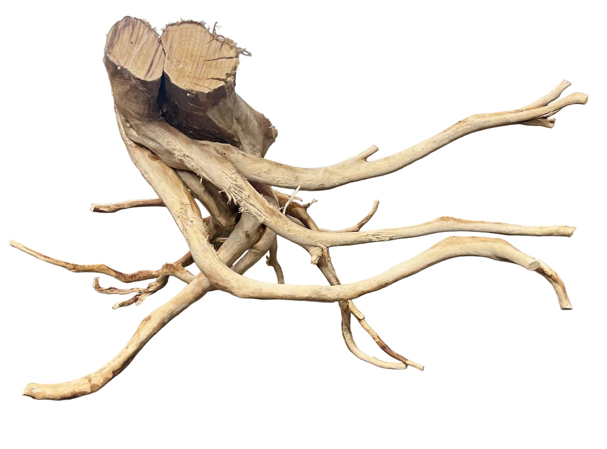Large Piece of Spiderwood
