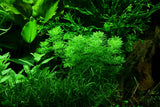 Limnophila sessiliflora 047 PCS Potted Plants Limnophila sessiliflora 047 PCS