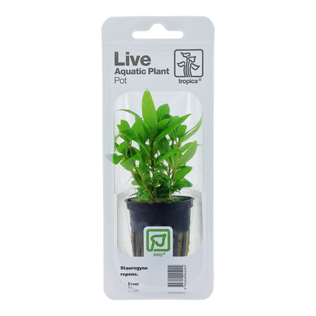 Staurogyne repens 049G PCS | Potted Plants | Largest Tropical Fish Selection at Your Local Fish Store