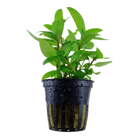 Staurogyne repens 049G PCS | Potted Plants | Largest Tropical Fish Selection at Your Local Fish Store