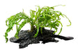 Microsorum pteropus'Windelov' on Driftwood