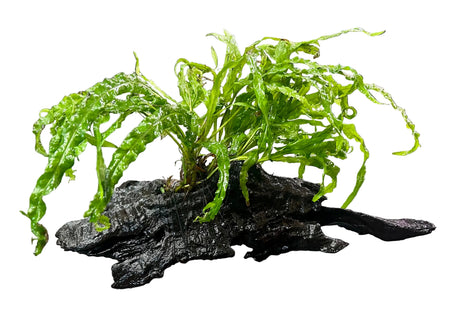 Microsorum pteropus'Windelov' on Driftwood