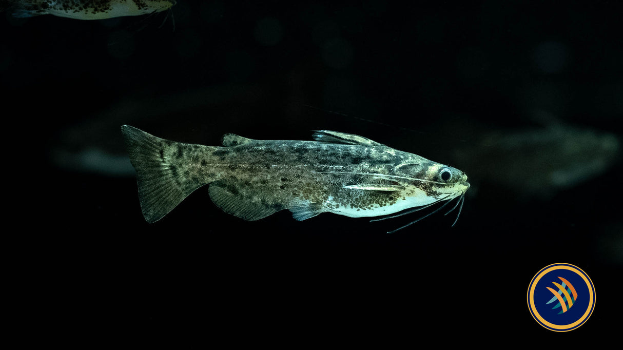 Colombian Wood Catfish (trachelyopterus fisheri)