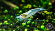 Snow White Amano Shrimp (Caridina multidentata) 2-2.5cm | Snails Shrimp Crayfish Crabs | Largest Tropical Fish Selection at Your Local Fish Store