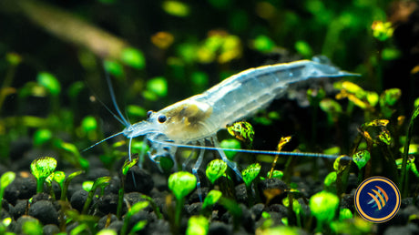 Snow White Amano Shrimp (Caridina multidentata) 2-2.5cm | Snails Shrimp Crayfish Crabs | Largest Tropical Fish Selection at Your Local Fish Store