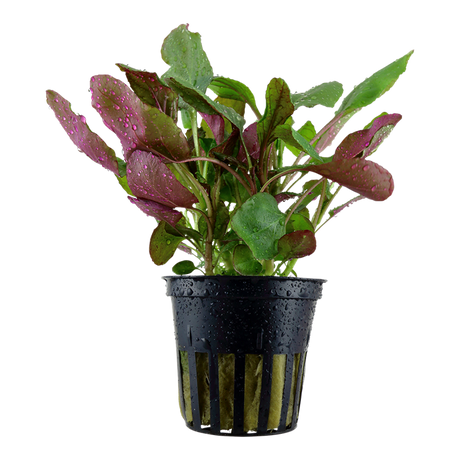 Lobelia cardinalis 053C PCS | Potted Plants | Largest Tropical Fish Selection at Your Local Fish Store