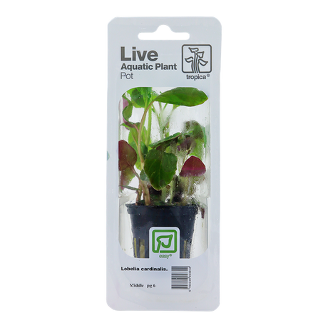 Lobelia cardinalis 053C PCS | Potted Plants | Largest Tropical Fish Selection at Your Local Fish Store