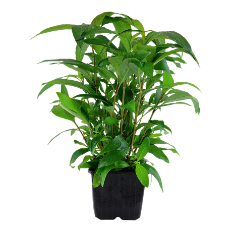 Hygrophila corymbosa 'Stricta' " Siammensis" 053A XL Mother Plant | Potted Plants | Largest Tropical Fish Selection at Your Local Fish Store