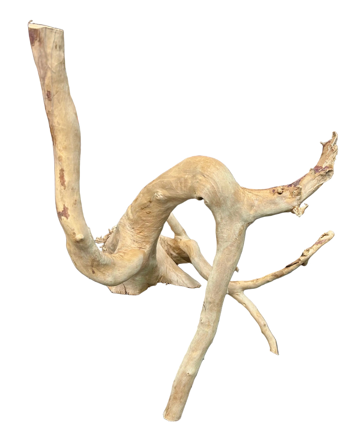  Large Spiderwood