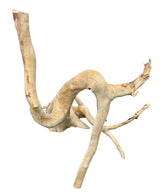  Large Spiderwood