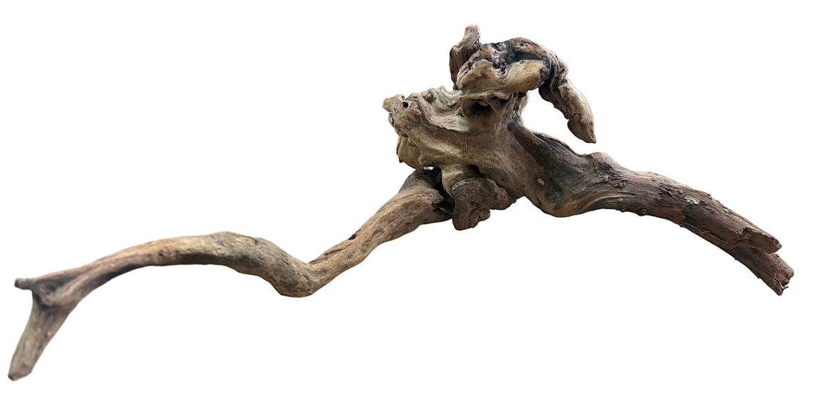 Malaysian Mangrove Sinking Driftwood