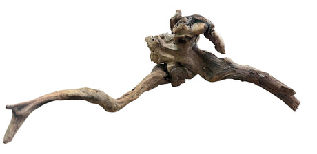 Malaysian Mangrove Sinking Driftwood