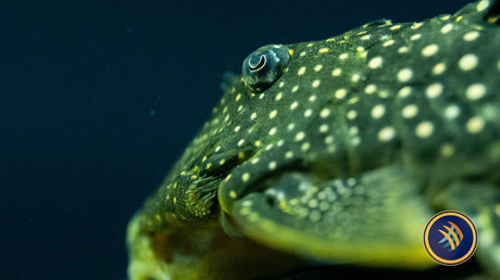 L200a Hi- Fin Green Phantom Pleco (Hemiancistrus Subviridis) Medium Catfish Loaches & Plecos L200a Hi- Fin Green Phantom Pleco (Hemiancistrus Subviridis) Medium