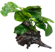 Anubias b.var.barteri 'Broad leaf' on driftwood